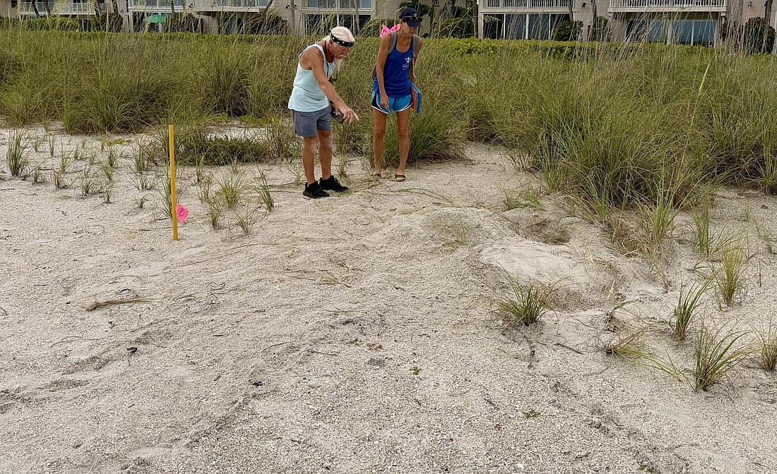 Longboat Key Turtle Watch members documented evidence of the first green turtle nest of the season on the key.