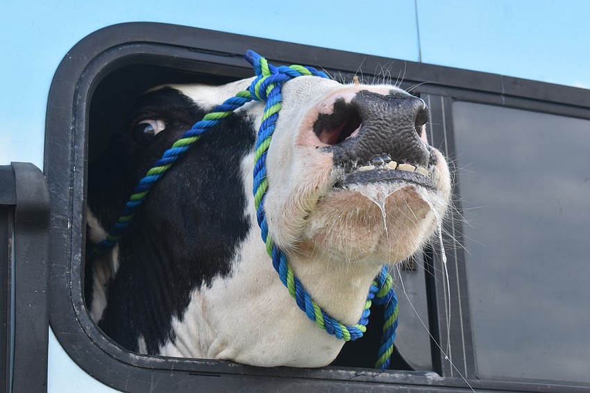 Lucy, a 5-year-old Holstein cow who travels with Dakin Dairy Ag Experience, has been a show animal since she was 6 months old.