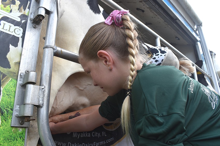 Lakewood Ranch's Camden Satterly, 10, says she struggled to get milk to come out of Lucy the cow's udder because she didn't want to hurt her.