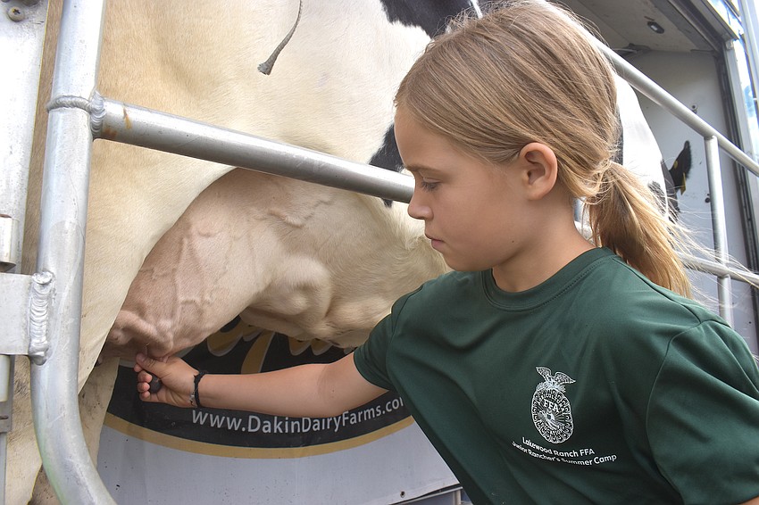 Myakka City's Chloe Erickson, 8, milks a cow for the first time at Junior Rancher's Agriculture Summer Camp.