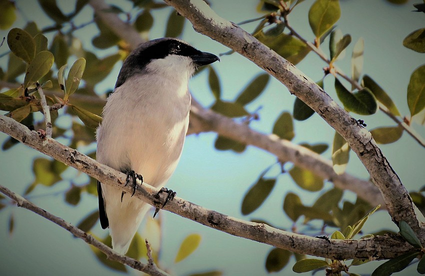 Gordon Silver took this photo in Del Webb of Lakewood Ranch of a loggerhead shrike.