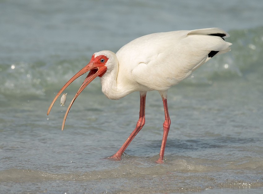 Manjesh Lingamurthy took this photo of a white ibis on Siesta Key Beach.