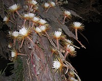 Selby Gardens’ Selenicereus cactus blooms for one night only.