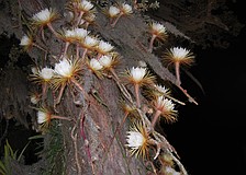Selby Gardens’ Selenicereus cactus blooms for one night only.