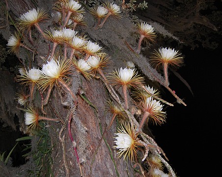 Selby Gardens’ Selenicereus cactus blooms for one night only.