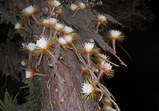 Selby Gardens’ Selenicereus cactus blooms for one night only.
