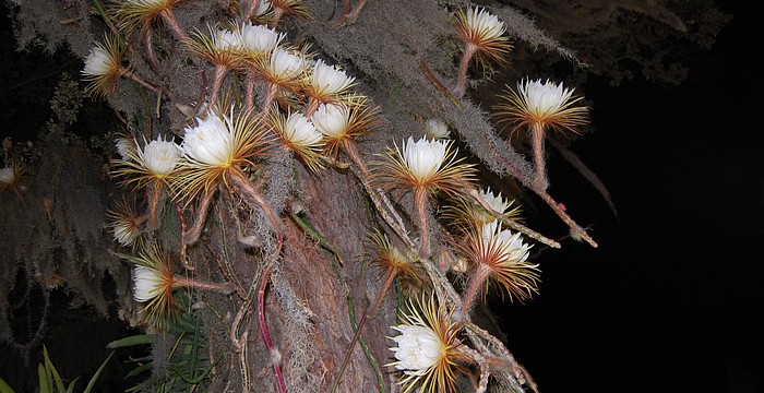 Selby Gardens’ Selenicereus cactus blooms for one night only.