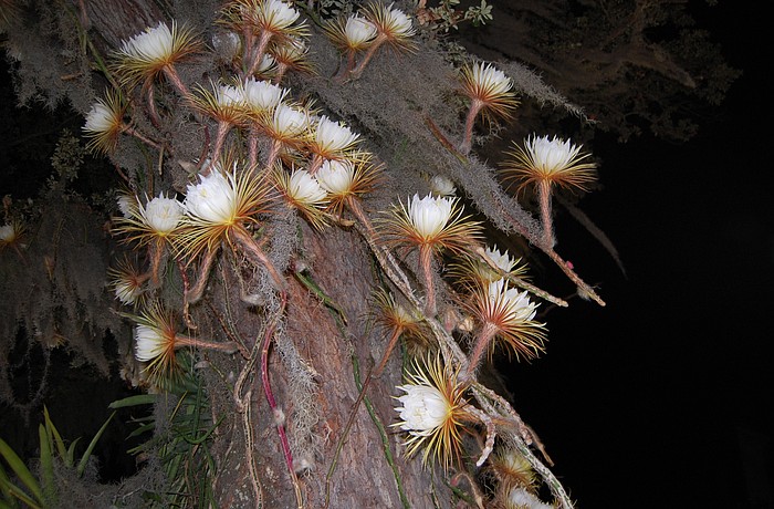Selby Gardens’ Selenicereus cactus blooms for one night only.