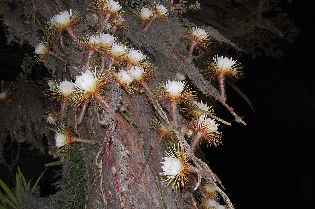 Selby Gardens’ Selenicereus cactus blooms for one night only.