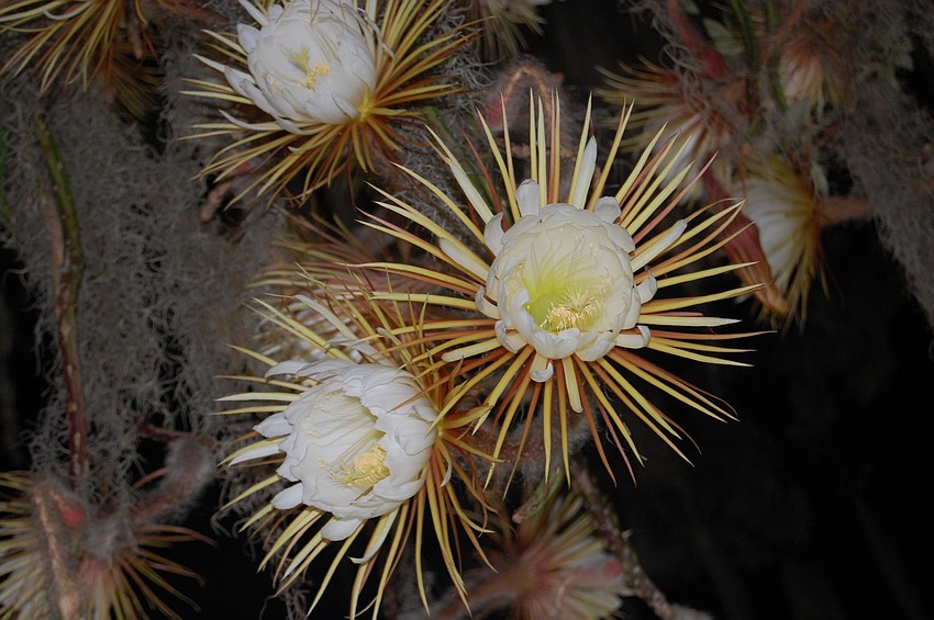 Selby Gardens’ Selenicereus blooms once a year, for a few hours between twilight and dawn.