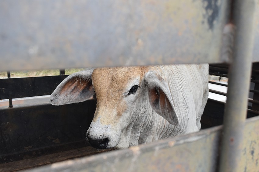Kids had the chance to suggest names for a Brahman calf.