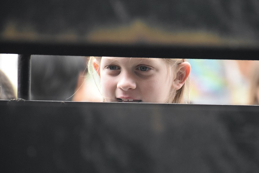 Seryn Sparks, 8, looks inside a trailer at the Brahman calf.