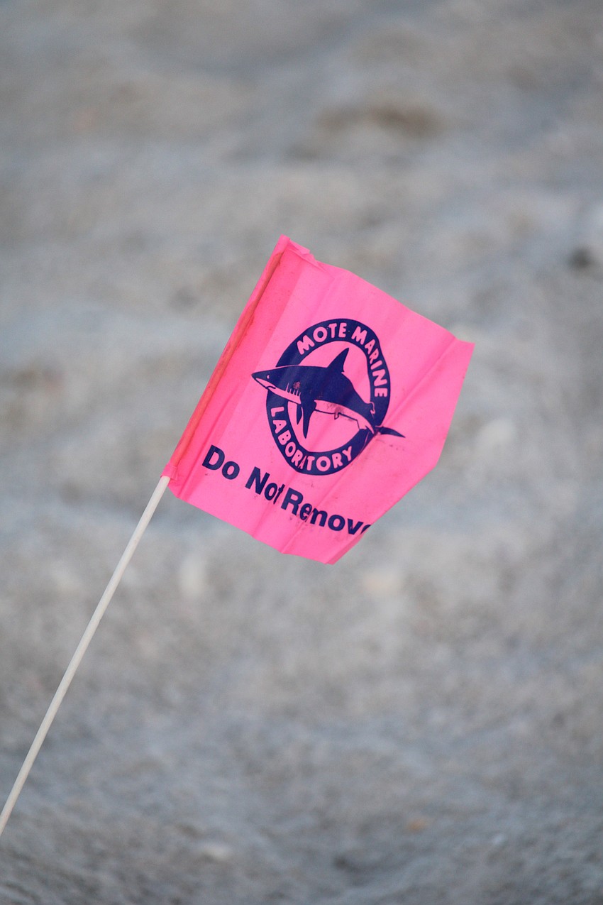 A temporary marker planted by one of Longboat Key's early risers with the Longboat Key Turtle Watch helps beachgoers steer clear of the sea turtle nest until researchers can document it.