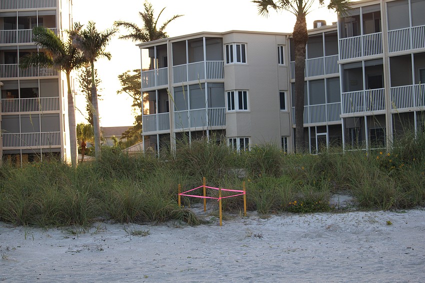 While some sea turtles lay their nests quite near the waterline, others will travel much further inland. Mote Marine volunteers reiterated how vital it is for Longboat Key residents to minimize light visible from the beach to avoid disorienting turtles trying to follow the moonlight.