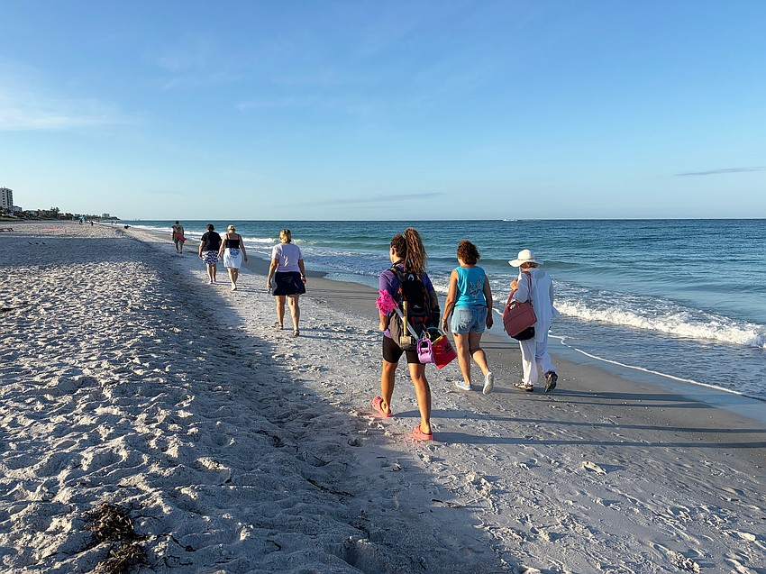 Half of the group participating in the first Turtle Walk of the season continued half a mile down the beach to watch as trained volunteers marked off a second sea turtle nest.