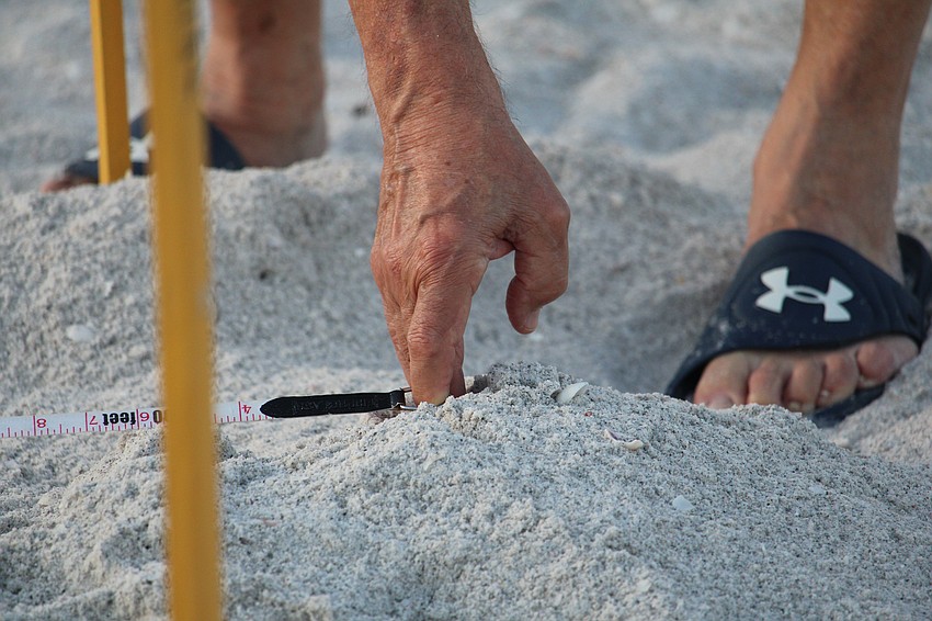 Enrico “Sam” DiGiammarino, Jr. helps measure the location of the nest relative to the shoreline.