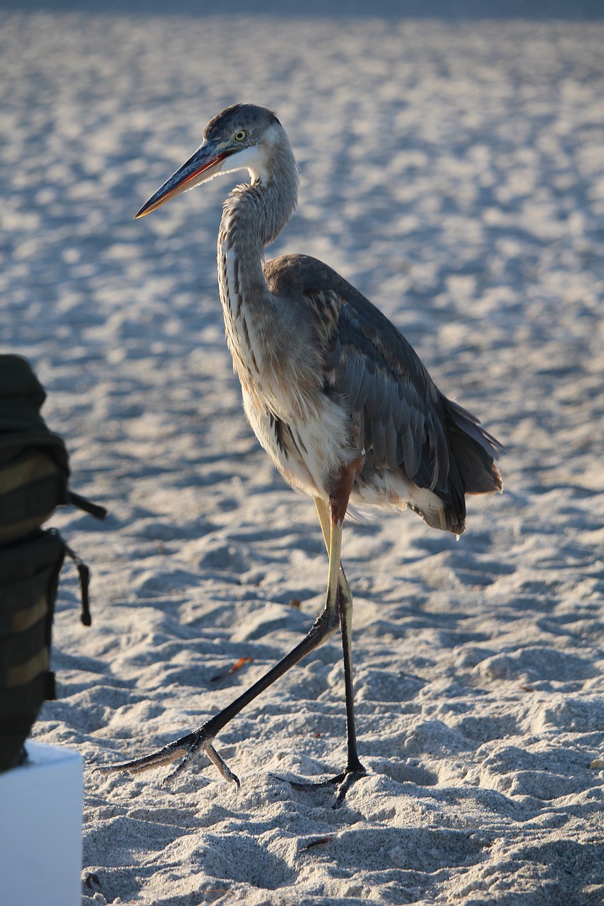 Turtle eggs and hatchlings face predation from birds, coyotes and even small ghost crabs. But the lucky ones will safely make it out to sargassum patches in the ocean, where they will have the chance to grow and one day hopefully return to lay eggs of their own on Longboat Key.