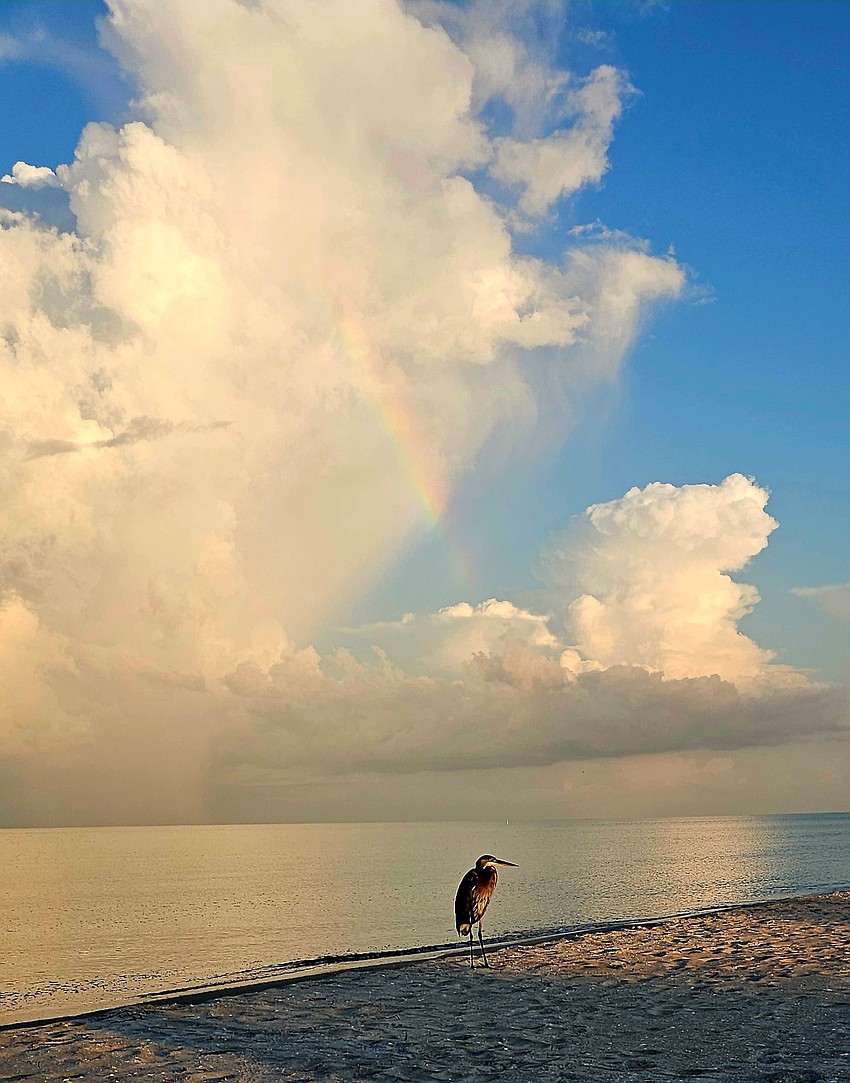 Heather Sellers took this photo of a heron catching an early bird view of a rainbow over Longboat Key.