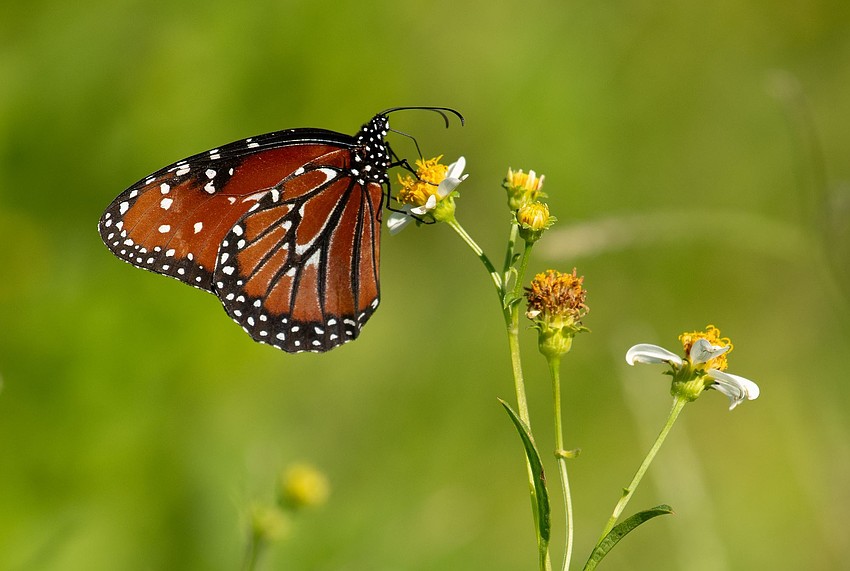 Manjesh Lingamurthy took this photo of a monarch butterfly at Celery Fields in Sarasota.