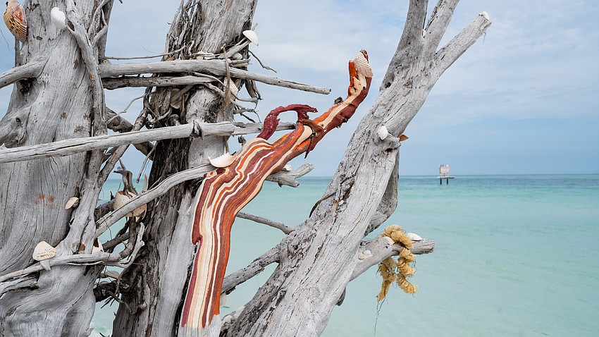 Driftwood is painted with varying shades of brown and orange on Beer Can Island. This branch of driftwood remained painted even after Manatee County workers ground off paintings from most other pieces of driftwood at the park the day before. Driftwood is painted with varying shades of brown and orange on Beer Can Island. This branch of driftwood remained painted even after Manatee County workers ground off paintings from most other pieces of driftwood at the park the day before.