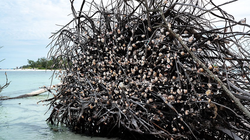 Shells, many with messages inscribed on them with permanent marker, hang from the roots of a downed tree on Beer Can Island.