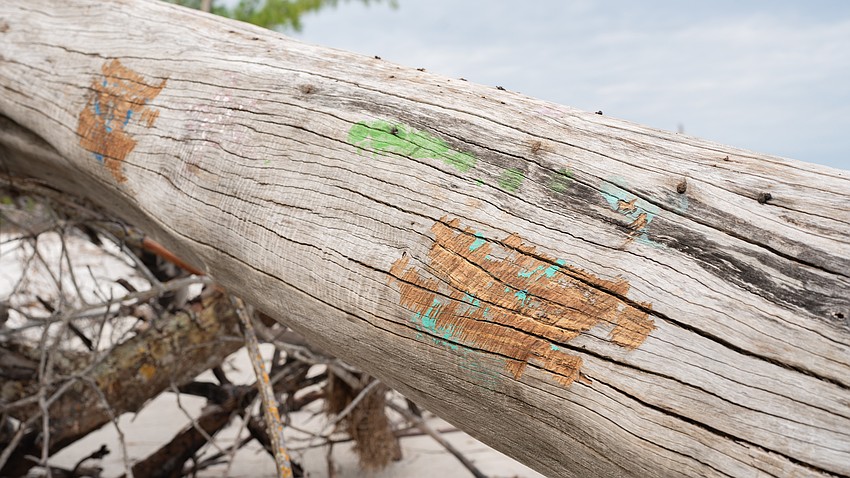 Manatee County and Longboat Key Public Works collaborate to remove paint from driftwood at Beer Can Island by grinding it off the wood. Manatee County and Longboat Key Public Works collaborate to remove paint from driftwood at Beer Can Island by grinding it off the wood.