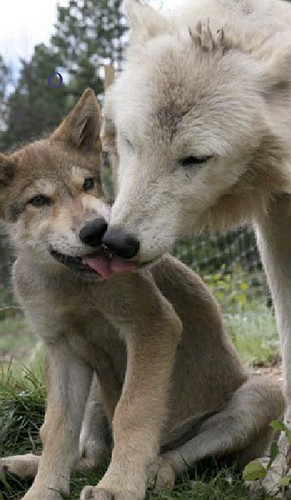 Wolf dads are long-term parents. They play with pups to socialize them and teach hunting behavior. Courtesy photo