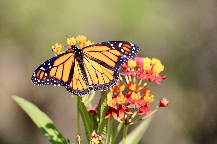 For the country's 250th anniversary, the Longboat Key Garden Club is coordinating the release of 250 butterflies at Bicentennial Park. For the country's 250th anniversary, the Longboat Key Garden Club is coordinating the release of 250 butterflies at Bicentennial Park.