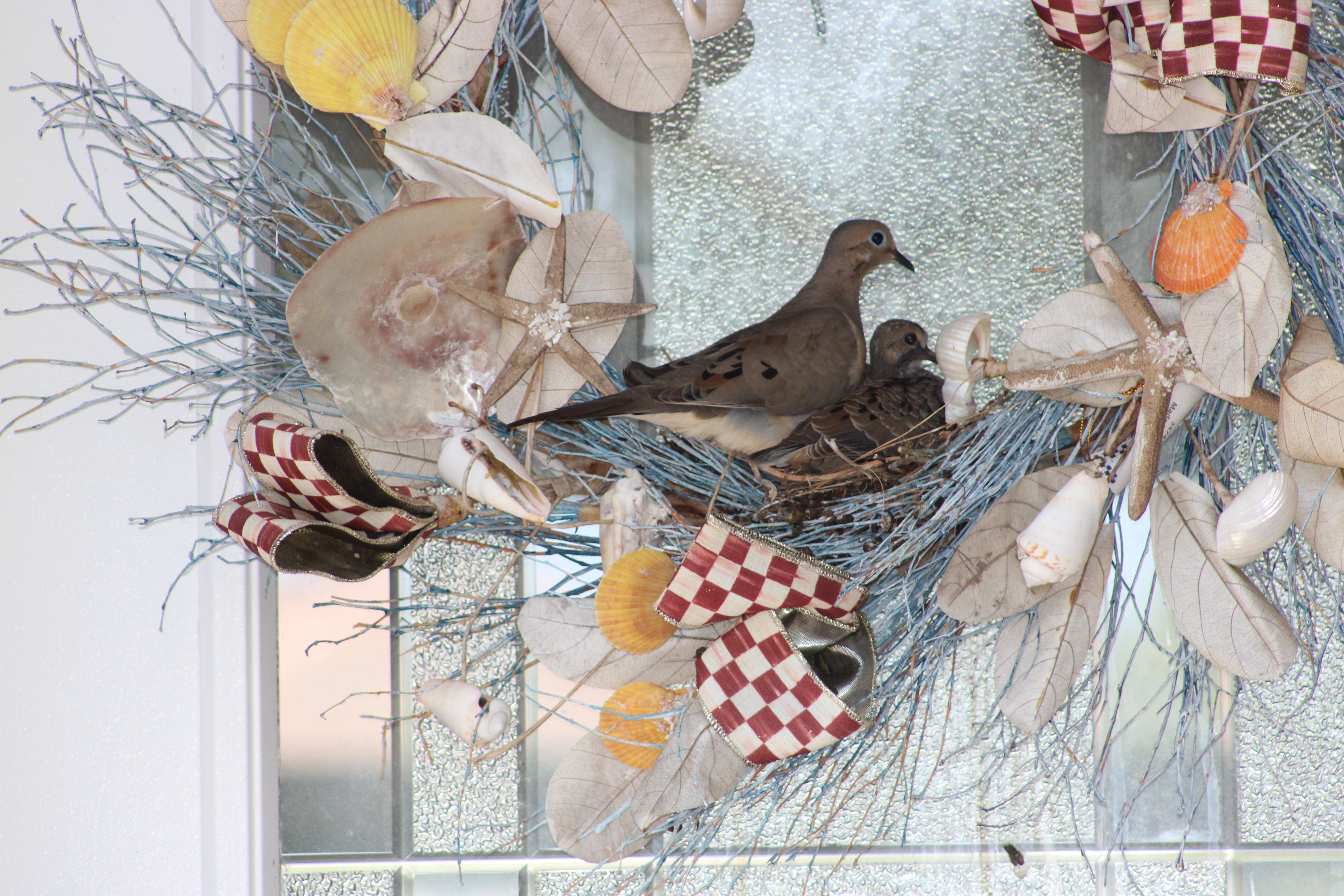 Couple hatches plan to protect doves that nested in front door wreath