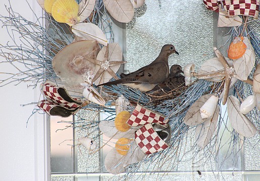 Audubon Society members say doves aren't the smartest birds when it comes to choosing a place to build a nest.