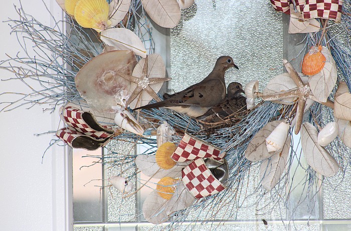 Audubon Society members say doves aren't the smartest birds when it comes to choosing a place to build a nest.