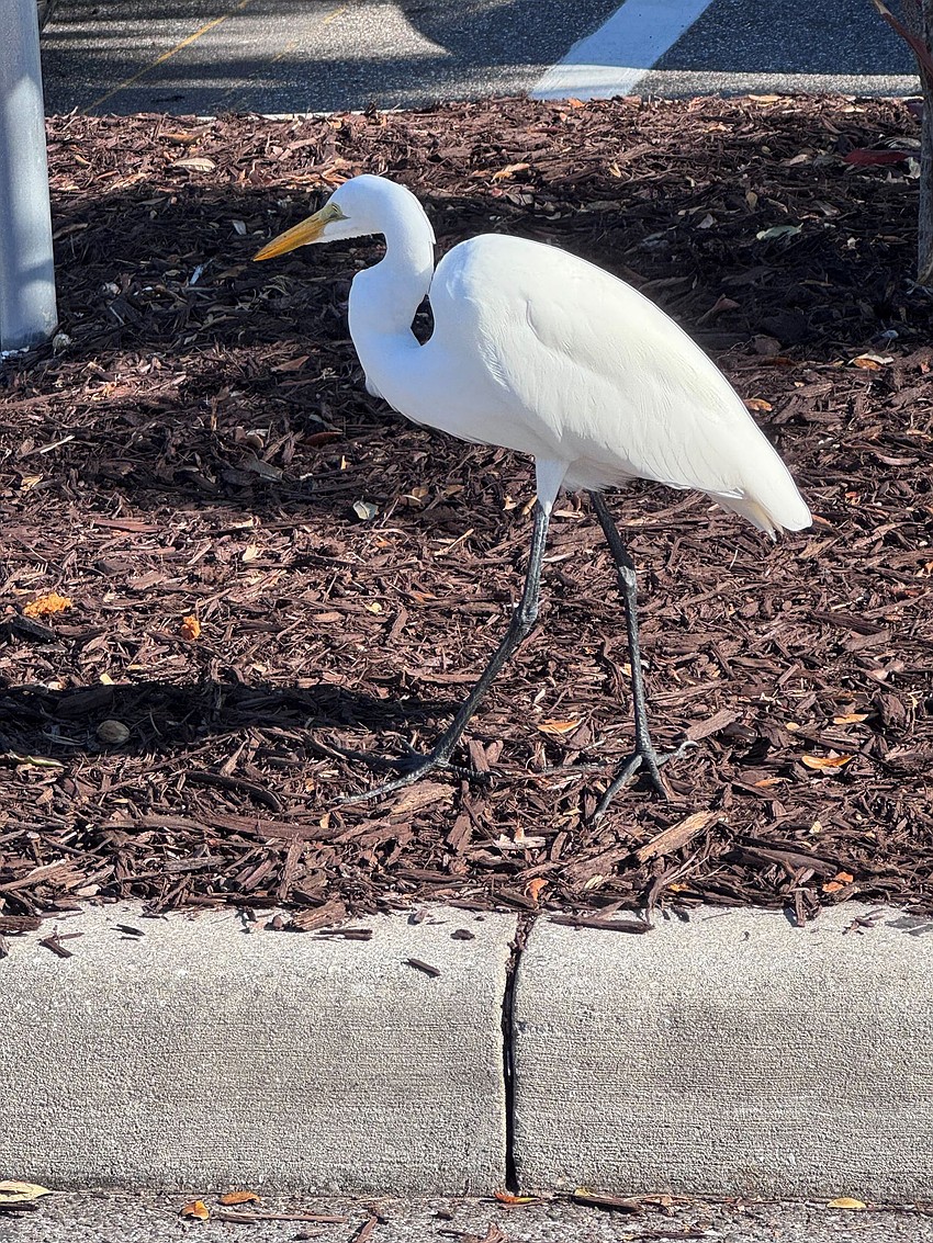 Donna Jablonski took this photo of an egret going for a stroll in the Publix parking lot on Longboat Key.