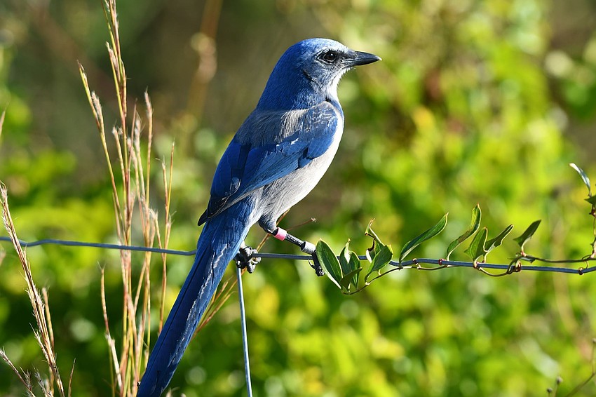 Matthew Press took this photo of a Florida scrub jay perching on a fence at Oscar Scherer State Park.