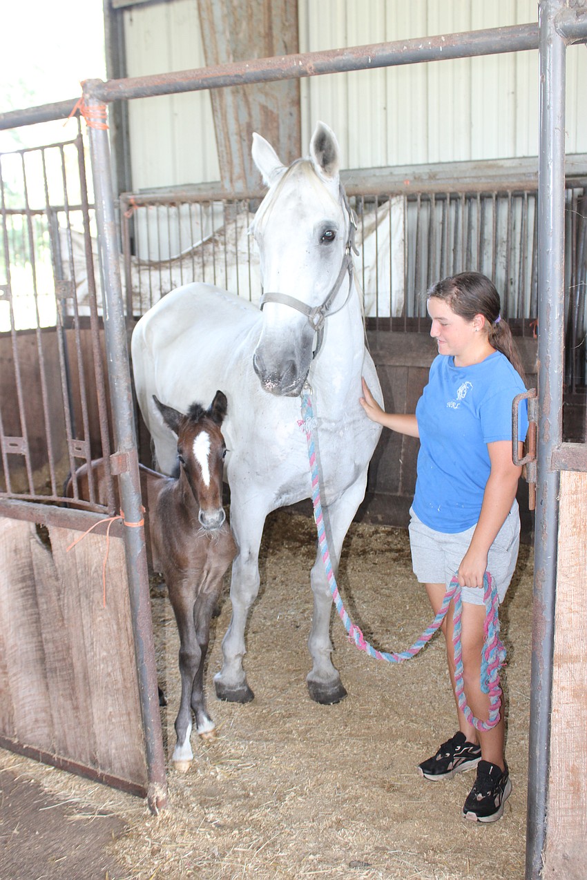Nezuko, and mom, Belle, come out of the stall at Herrmann's Royal Lipizzan Stallions in Myakka City.