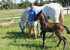 Sydney McCullough takes mom, Belle, and 2-week-old foal, Nezuko, for a walk Wednesday at Herrmann's Royal Lipizzan Stallions in Myakka City.