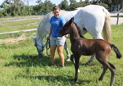 Sydney McCullough takes mom, Belle, and 2-week-old foal, Nezuko, for a walk Wednesday at Herrmann's Royal Lipizzan Stallions in Myakka City.