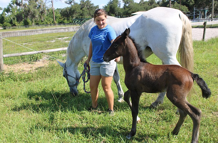 Sydney McCullough takes mom, Belle, and 2-week-old foal, Nezuko, for a walk Wednesday at Herrmann's Royal Lipizzan Stallions in Myakka City.