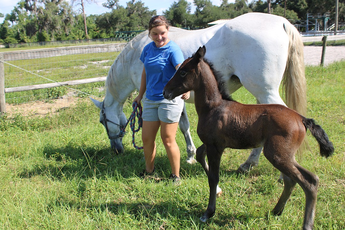 Sydney McCullough takes mom, Belle, and 2-week-old foal, Nezuko, for a walk Wednesday at Herrmann's Royal Lipizzan Stallions in Myakka City.