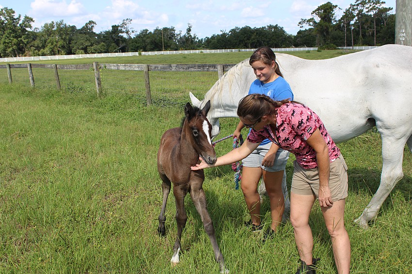 Rebecca McCullough, front, says it takes foals such as Nezuko approximately four years to mature so they can be trained for shows.