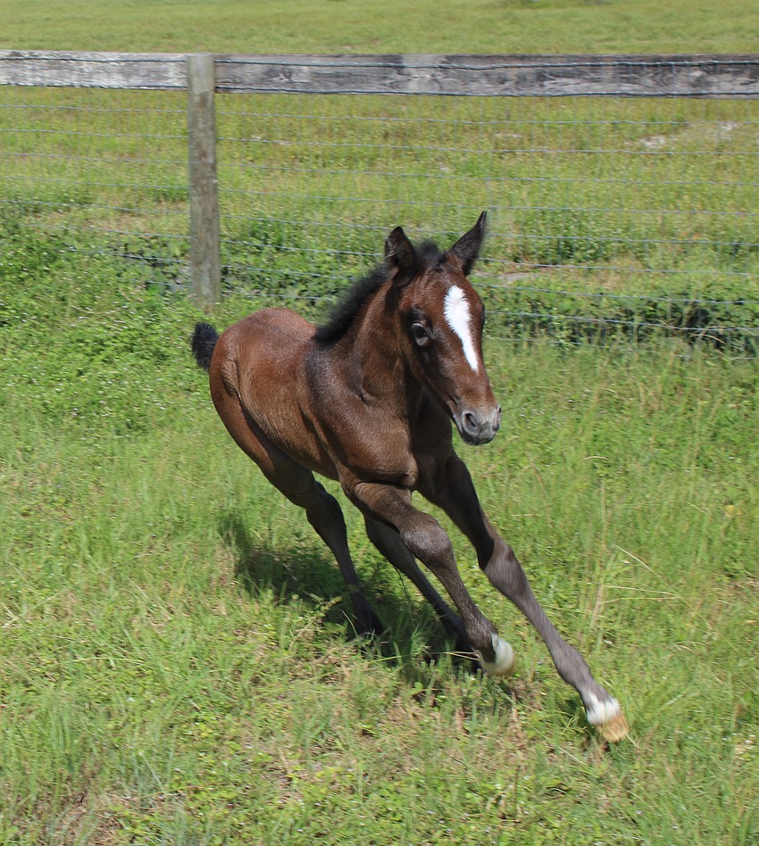 Two-week-old Nezuko is exploring her new world at Herrmann's Royal Lipizzan Stallions ranch in Myaka City.