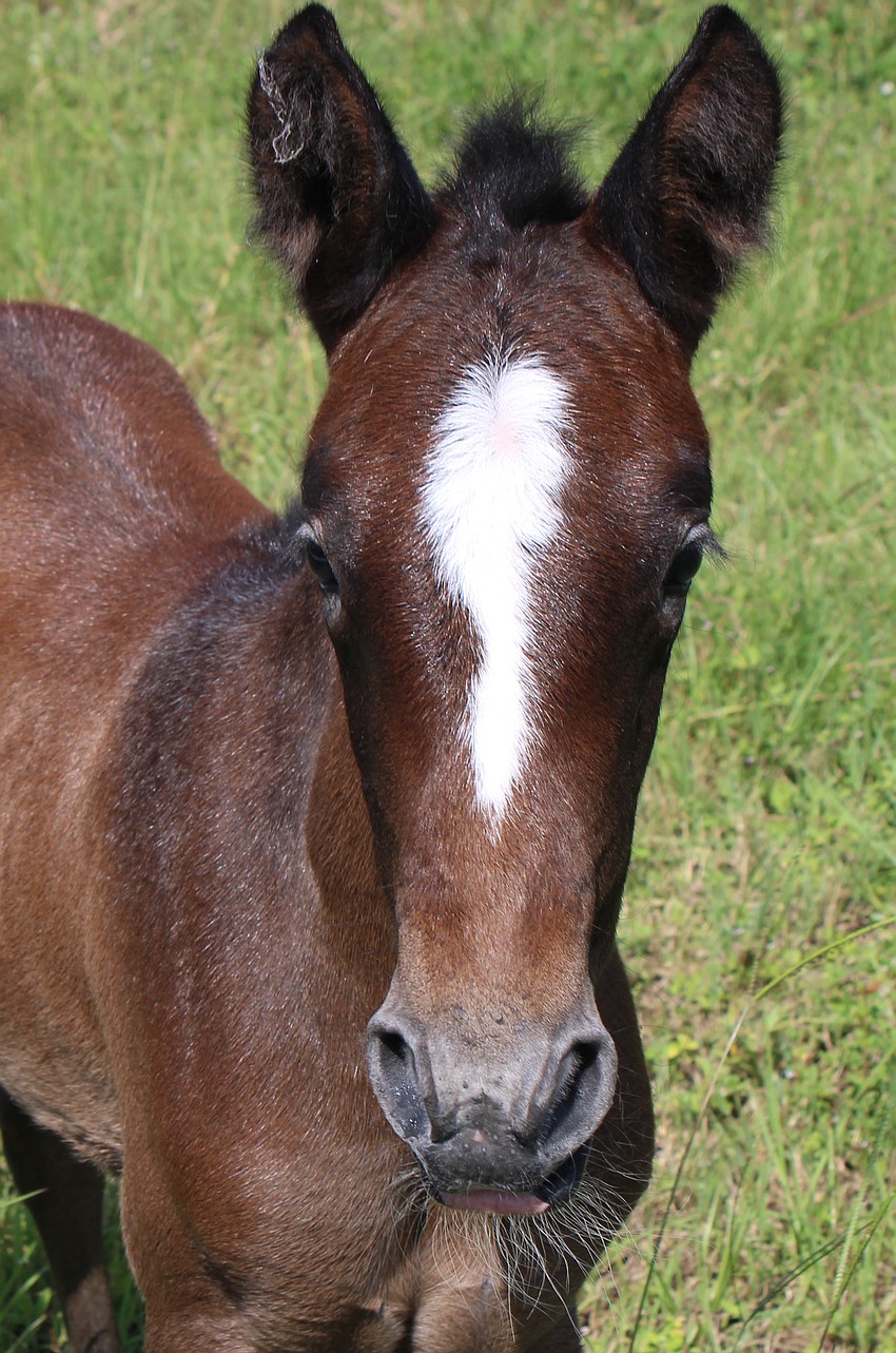 Two-week-old Nezuko was born June 7 at Herrmann's Royal Lipizzan Stallions in Myakka City.