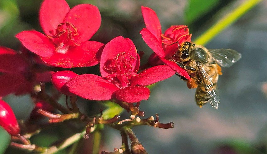 Gordon Silver took this photo of a honey bee gathering pollen off of a peregrina in Del Webb of Lakewood Ranch.