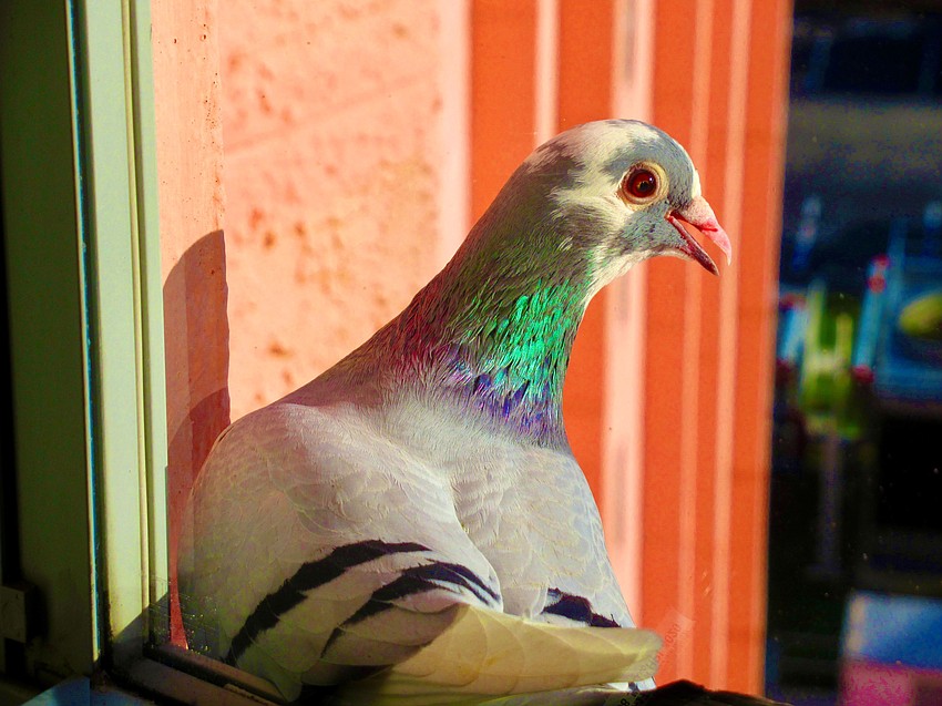 Joan Silinsh took this photo of a pigeon taking a rest on a window sill the of the 12th floor of Bay Village in Sarasota.