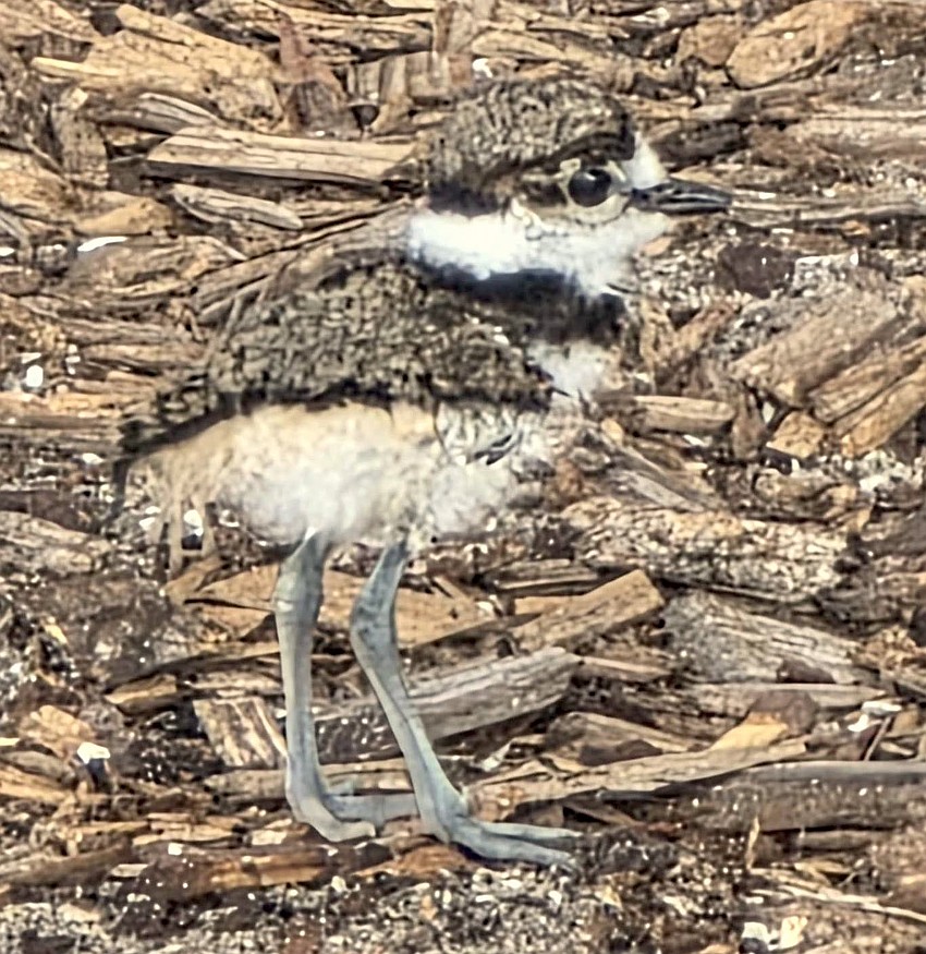 A newly hatched killdeer chick. Courtesy photo/Flagler Schools