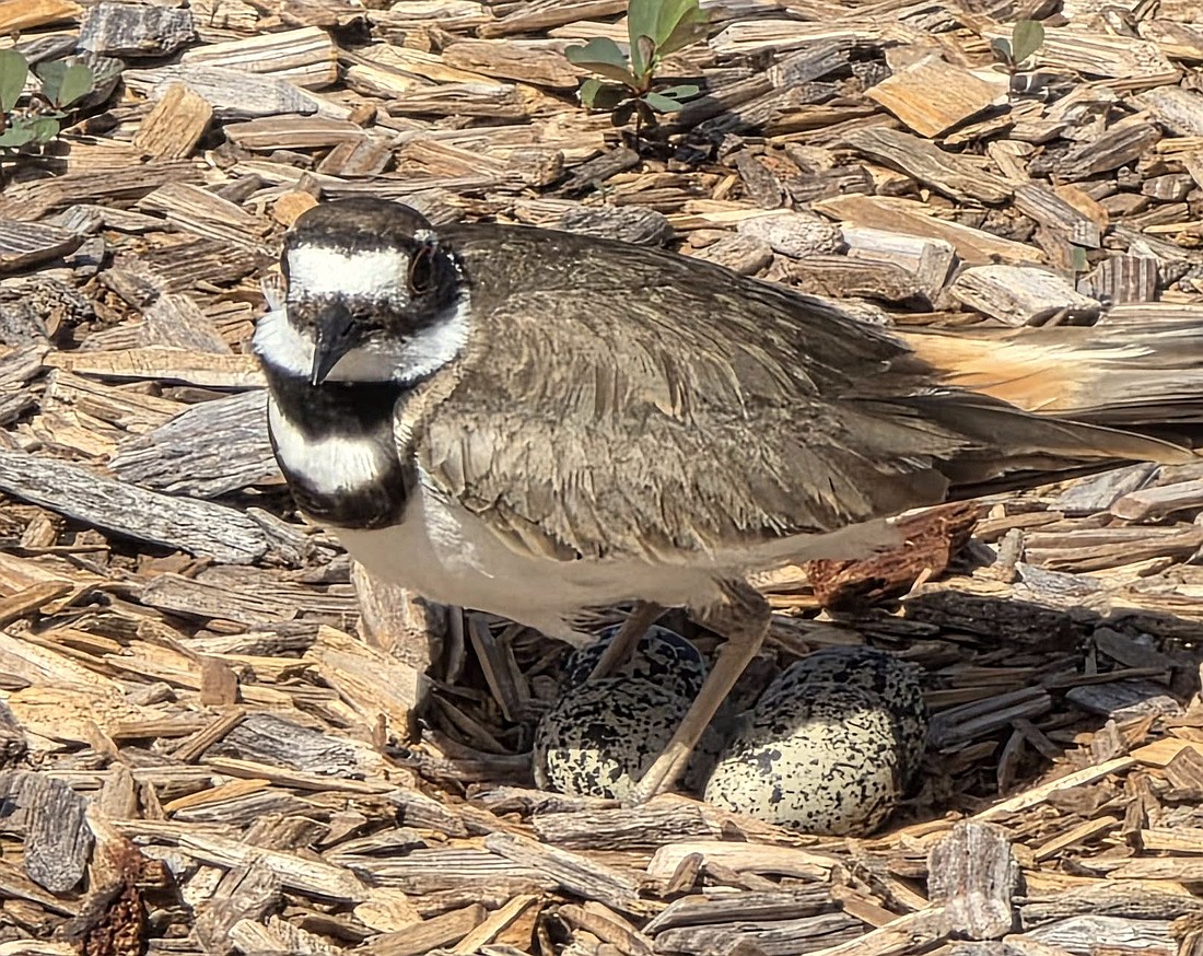 The female killdeer incubates her eggs at the Wadsworth Elementary School kindergarten playground. Courtesy photo/Flagler Schools