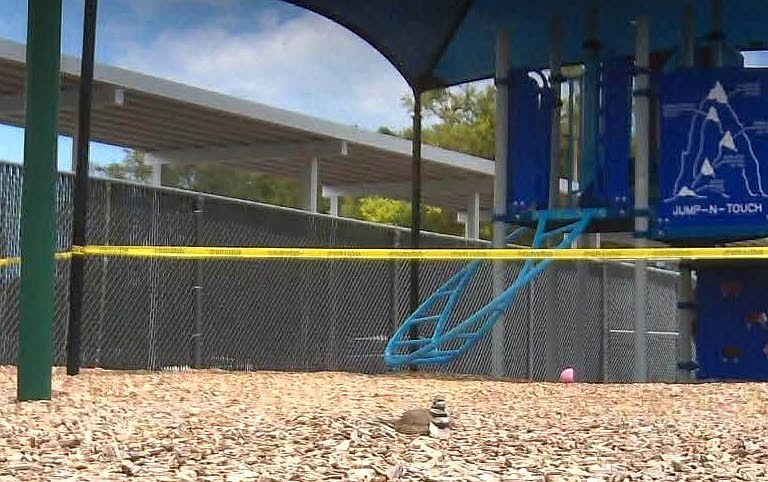 An image from the trail camera where the killdeer nest could be monitored around the clock. Courtesy photo/Flagler Schools