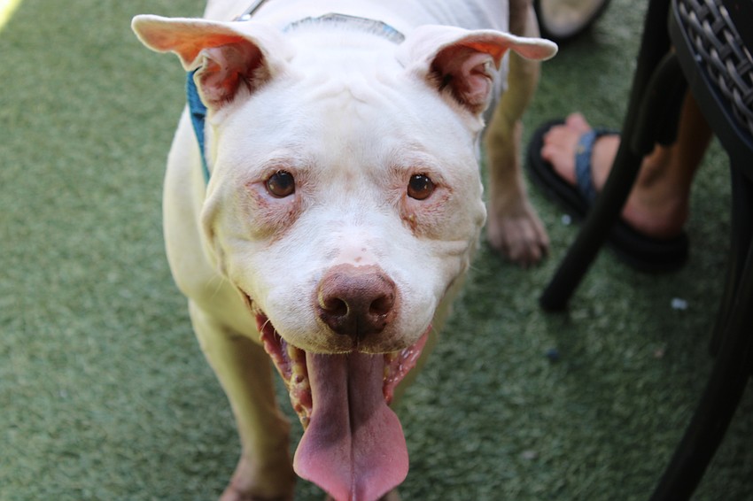 Bunson, a pitbull on hospice was given a chance to meet new furry friends and celebrate Hot Dog Day.