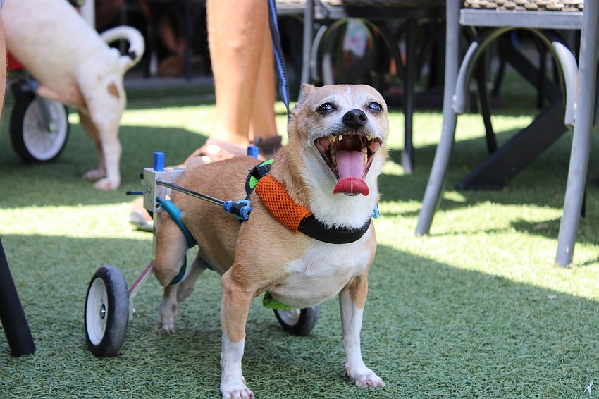 Tiny Tim, a chiwini with paralyzed back legs didn't hold back meeting new friends in celebration of Hot Dog Day.