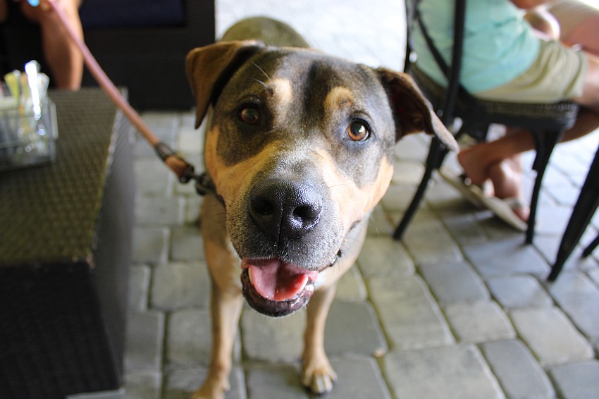Anna, a pit terrier mix, enjoyed the shade at the annual Hot Dog Day at The Bazaar and Hamlet's Eatery.