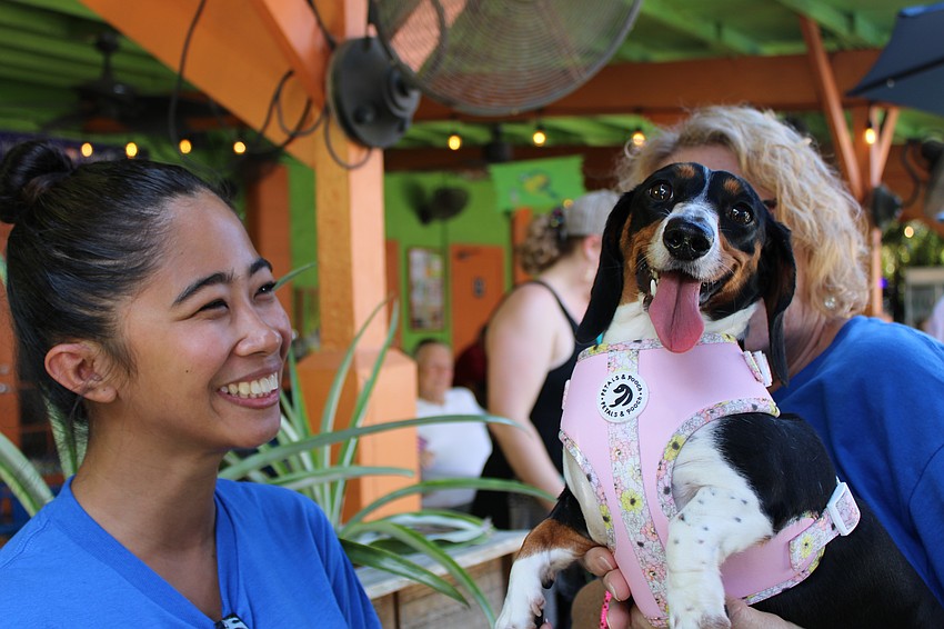 Roxie Cave can't help but smile at new rescue Lulu, from Low Rider Dachshund Rescue, being held by volunteer Cyndi Fredricks.